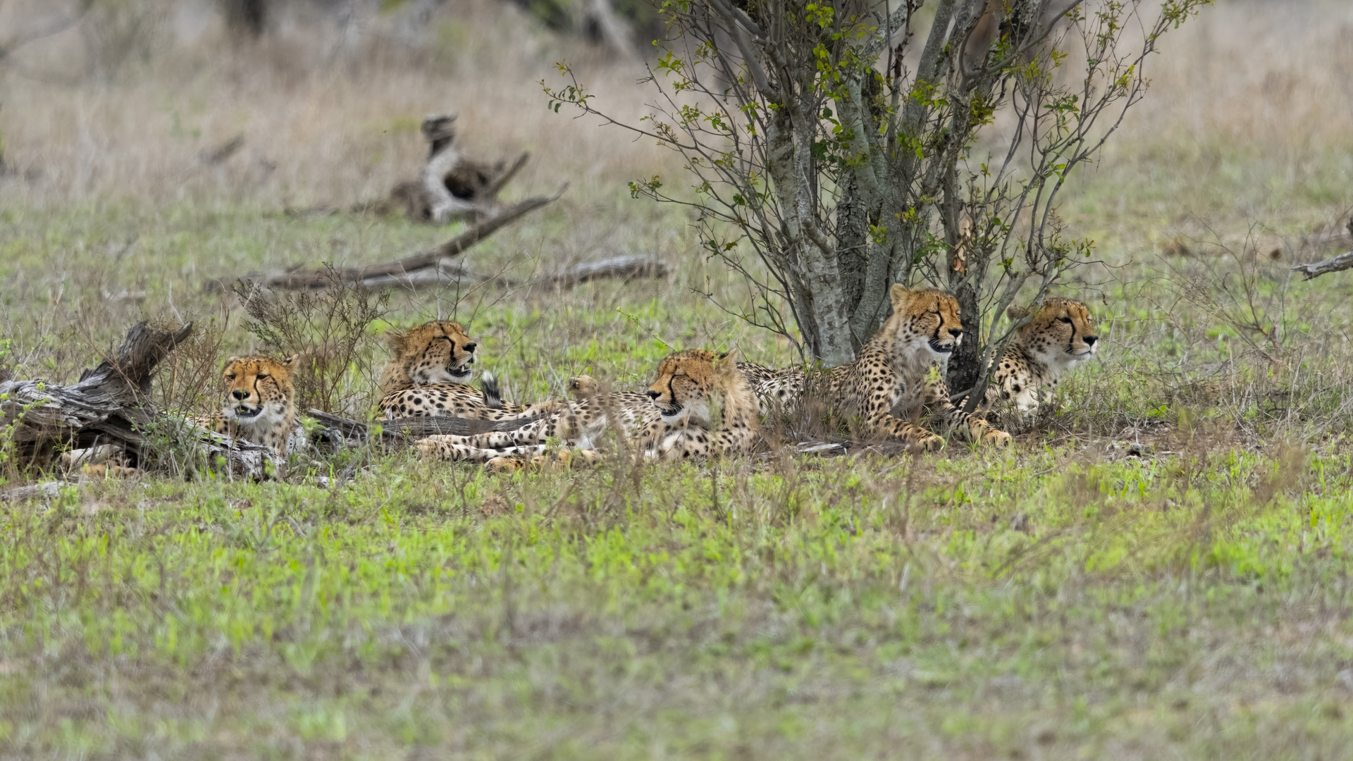 Kruger25 2025 10 31 13 36 05 ILCE 1M2 1554